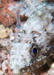 Taken at Sharksbay on a night dive with E300. by Nikki Van Veelen 